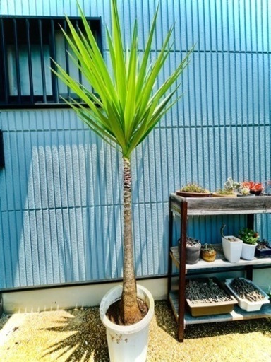 値下！希少！180cm一本立ち形状ドラセナユッカ！配送可！観葉
