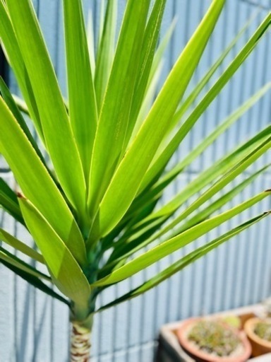 値下！希少！180cm一本立ち形状ドラセナユッカ！配送可！観葉植物