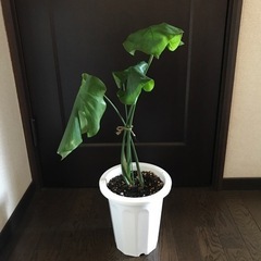 モンステラ の画像