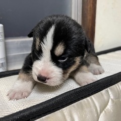 わんにゃんランド − 福岡県