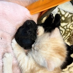 わんにゃんランドの画像