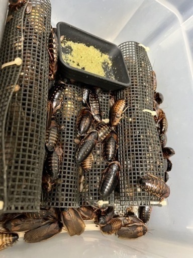 【爬虫類・淡水魚用】餌用デュビアまとめて