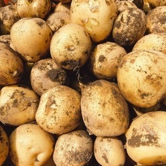 新じゃがいも 収穫体験 参加費無料 茨城町 農業体験 − 茨城県