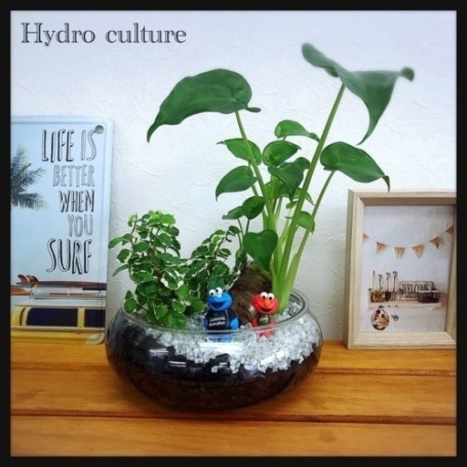 観葉植物アロカシアとフィカスプミラの寄せ鉢　ハイドロカルチャー