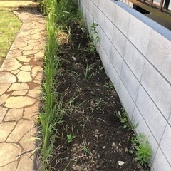 庭の草むしりをお願いします！