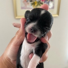 チワワ産まれています。ご予約受付中❣️