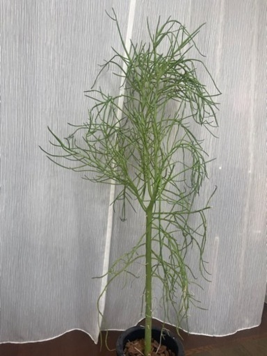 こちらの植物を貰っていただける方を探しています。