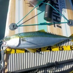 SUP（カヤック）フィッシング仲間募集 − 愛知県