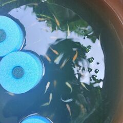 卵産卵床(MiXメダカの卵付き)