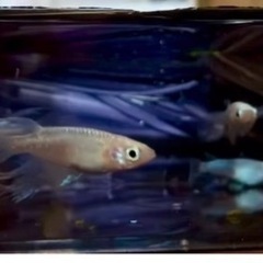 風ちゃんめだか。より天女の舞卵15個＋αの画像
