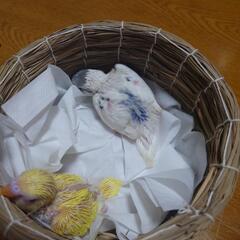 セキセイインコの雛 譲ります。