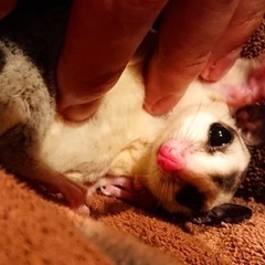 フクロウモモンガ　オス　4歳
