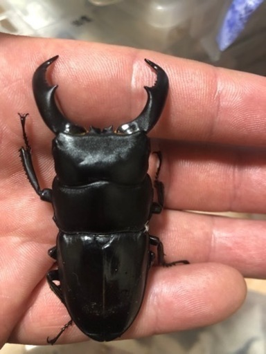 トクノシマヒラタ　大型ペア