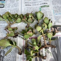金のなる木　根付き　カット苗　観葉植物　多肉植物　おまけ付き