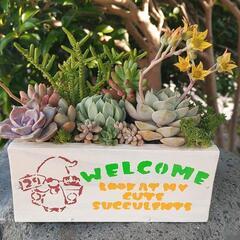 多肉植物を出品します