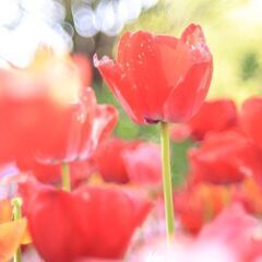 5/28 カメラ好きな方、写真撮りに行きませんか？ - 目黒区