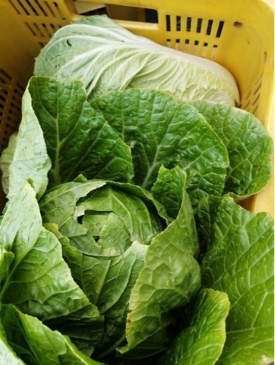 春白菜 1kg100円 50kgから