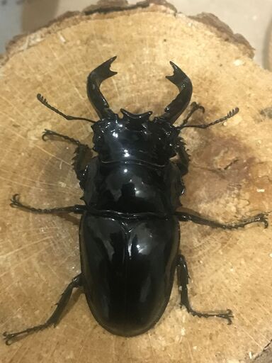 Mesotopus tarandus  ♂60 Up ペアの出品　　Shidow Insect Lab