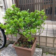 あげます!  花　植木　さつき（うす紅）　沈丁花（じんちょうげ　...