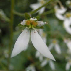 ★外で越冬します、ざつ草対策、ユキの下、⭐売ってない、ご希望数対応可の画像