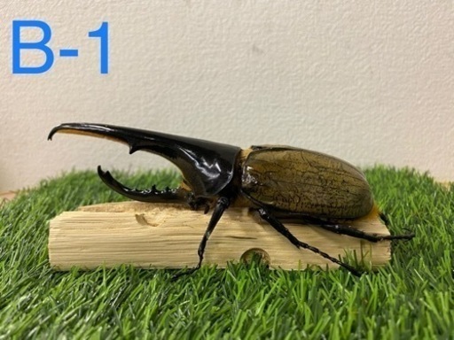 ヘラクレスオオカブト　オス単品 (B-1)
