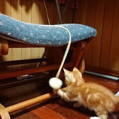 茶トラの子猫1ヶ月半