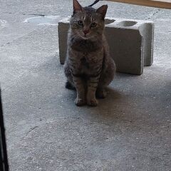 鍵しっぽの元家猫