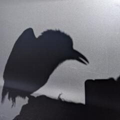 合気に興味ありませんか？