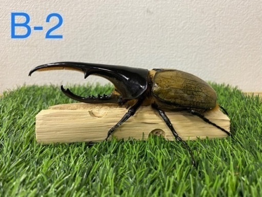 ヘラクレスオオカブト　オス単品 (B-2)