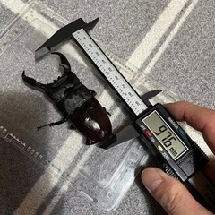 パラワンオオヒラタクワガタB品♂単品