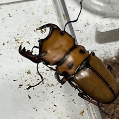 メンガタメリークワガタ　幼虫の画像