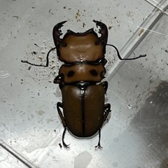 メンガタメリークワガタ　幼虫の画像