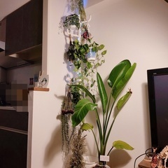 観葉植物2の画像