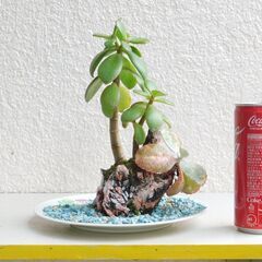 無人島に金のなる木