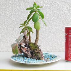 無人島に金のなる木の画像