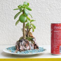 無人島に金のなる木の画像
