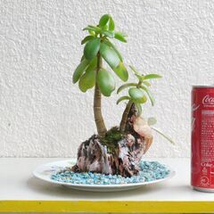 無人島に金のなる木の画像