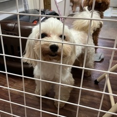 マルチーズ  7歳 - 犬