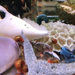 レッドラムズホーン　水槽のお掃除係りの画像