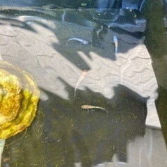 めだか　ミックスでも単品でもオッケーです❗️の画像