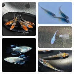メダカ副業　ノウハウ教えます！　片手間で月3〜10万の収入可能の画像