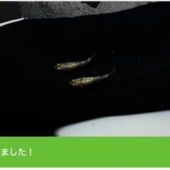 ラメ王　有精卵20個+α　道三めだか　華めだか　めだか　有精卵