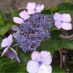 【お話中】ガクアジサイ抜き苗