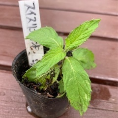 【SALE】スイスリコラミント 植物苗 ミント 希少 根付き 大人気
