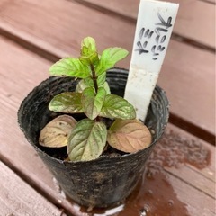 【SALE】オレンジミント 植物苗 ミント 根つき 希少 大人気