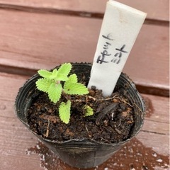 【SALE】キャットミント 植物苗 ミント ハーブ 根付き 人気