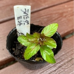 【SALE】ラベンダーミント 植物苗 ミント 希少 根付き 大人気