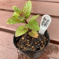 【SALE】ベリーズ&クリームミント  植物苗 ミント 希少 根...