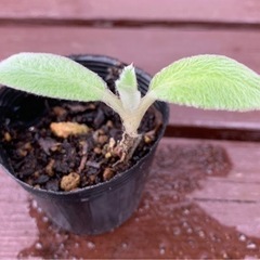 【SALE】ラムズイヤー 植物苗  ハーブ 根付き 人気