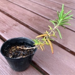 【SALE】ローズマリー 植物苗 ハーブ 根付き 大人気